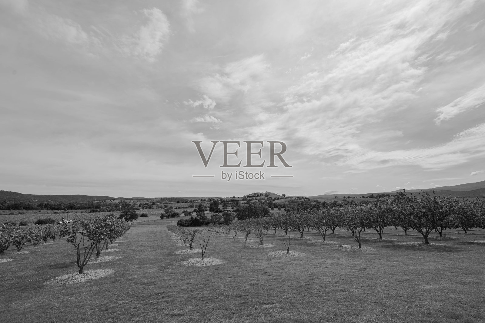 黑白相间的果园里种满了橘子树和苹果树照片摄影图片