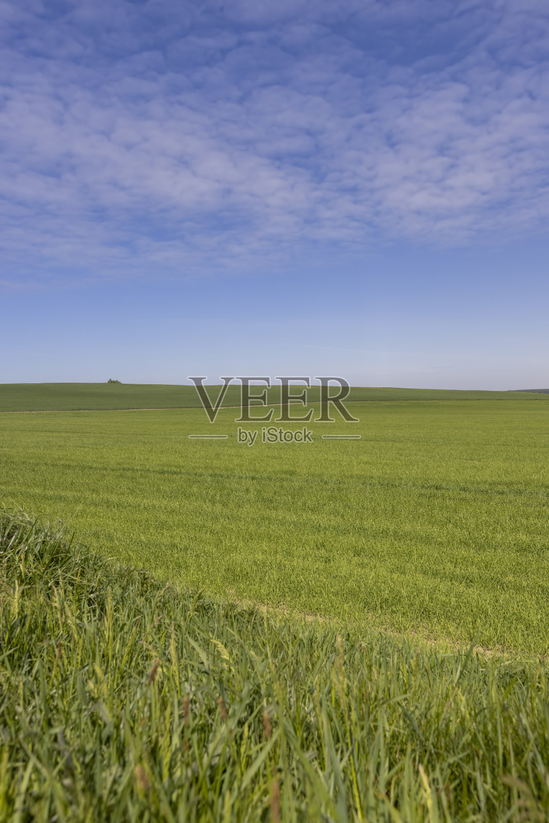 收获未熟小麦的大片田地照片摄影图片