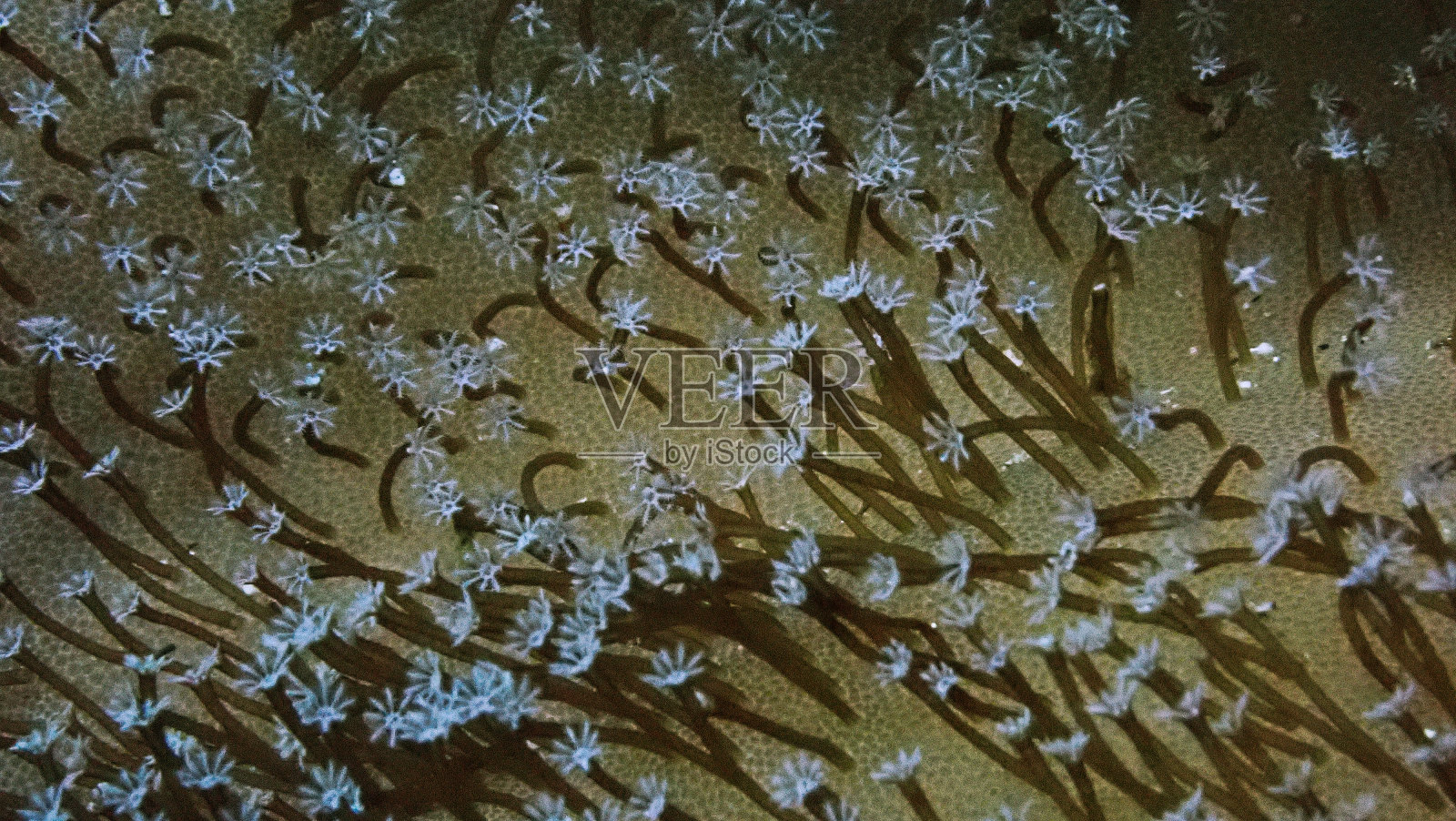 珊瑚虫像一片鲜花照片摄影图片