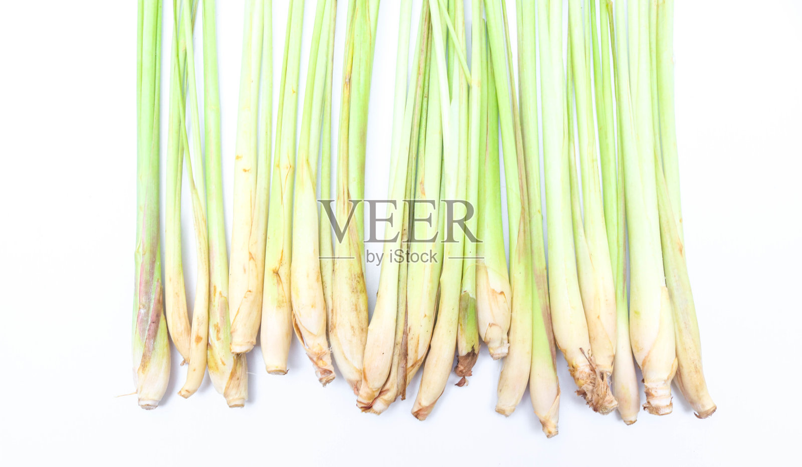 在白色背景上分离的新鲜柠檬草或香茅。柠檬草:用作烹饪香料或草药的柠檬草的集合照片摄影图片