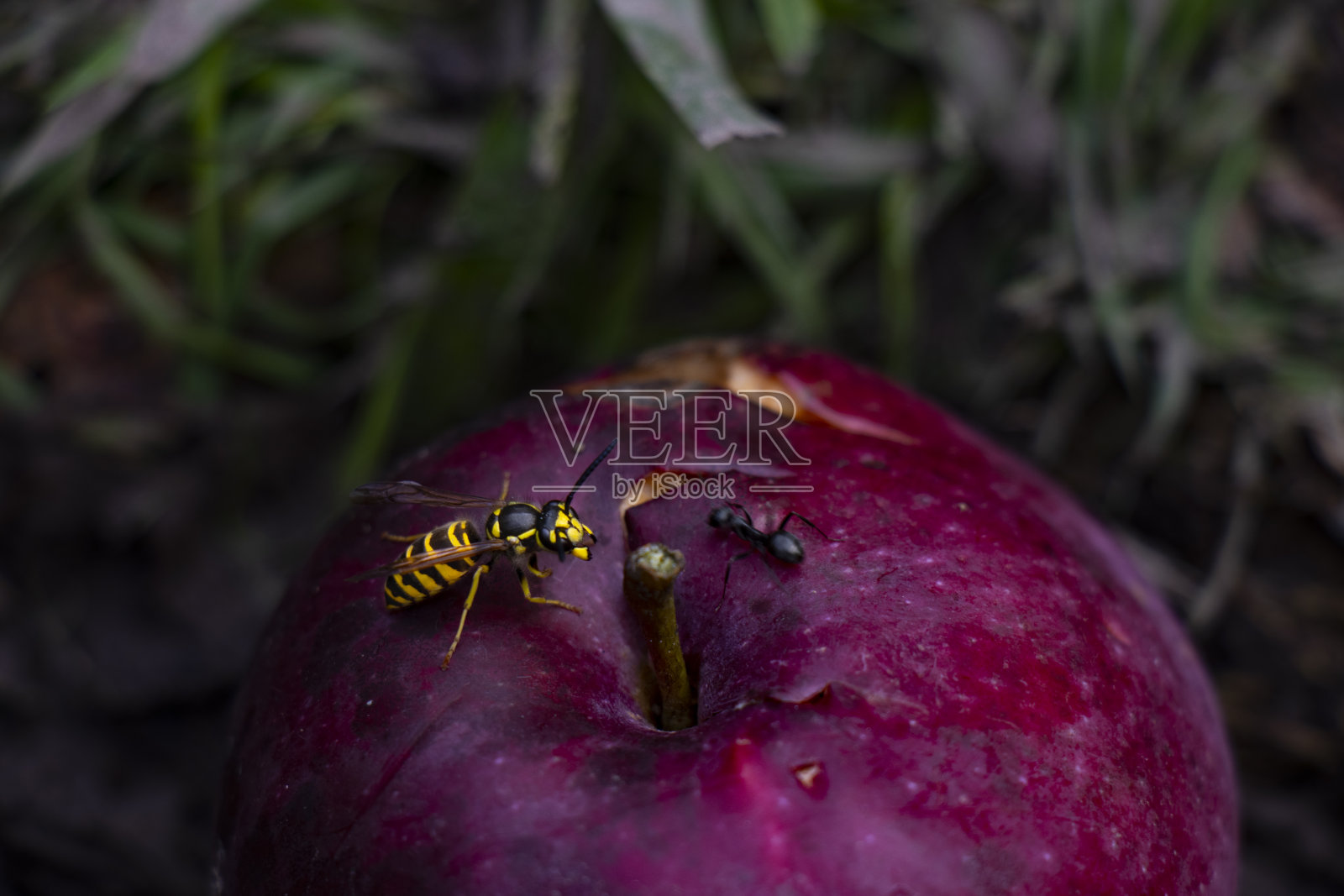 德国黄蜂照片摄影图片