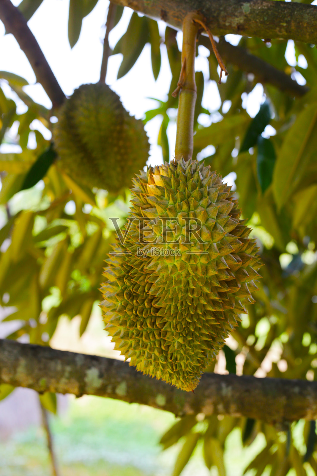 树上的榴莲，泰国榴莲果园照片摄影图片