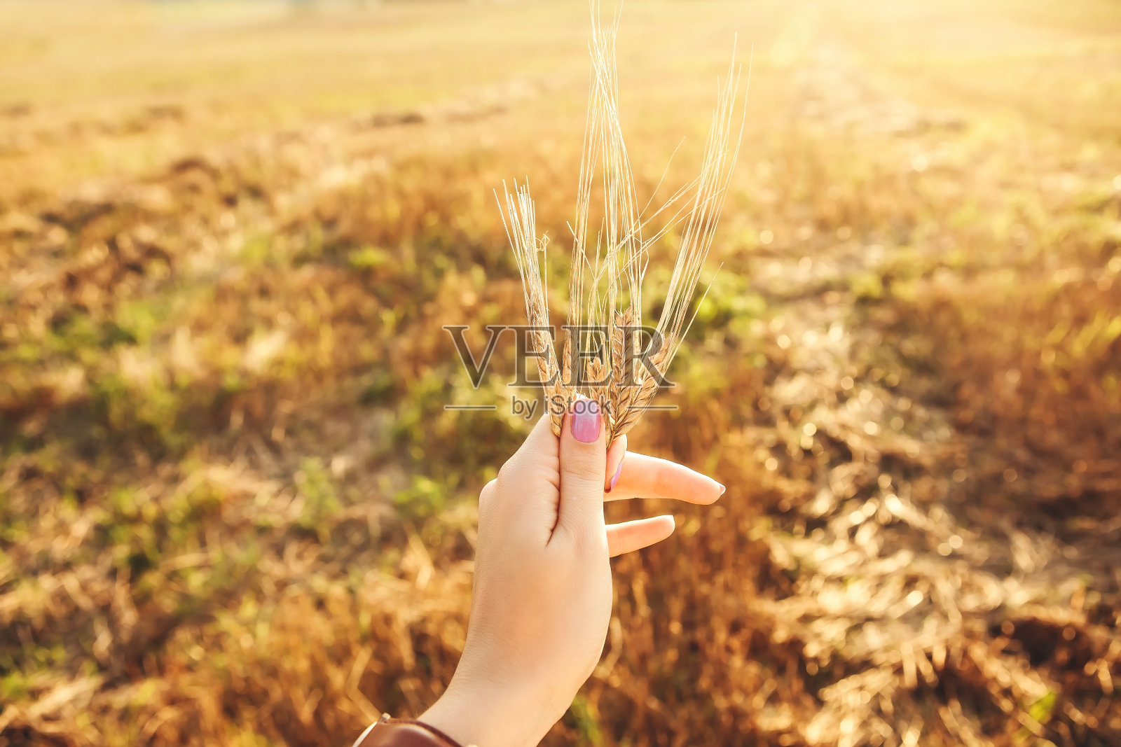 夕阳下，农妇手握青青的麦穗照片摄影图片