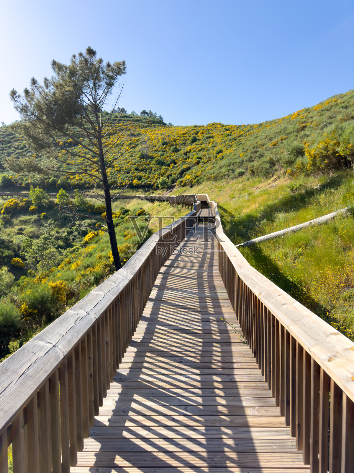 在广阔的蓝天下，一条宁静的木板路蜿蜒穿过充满活力、鲜花盛开的山丘照片摄影图片