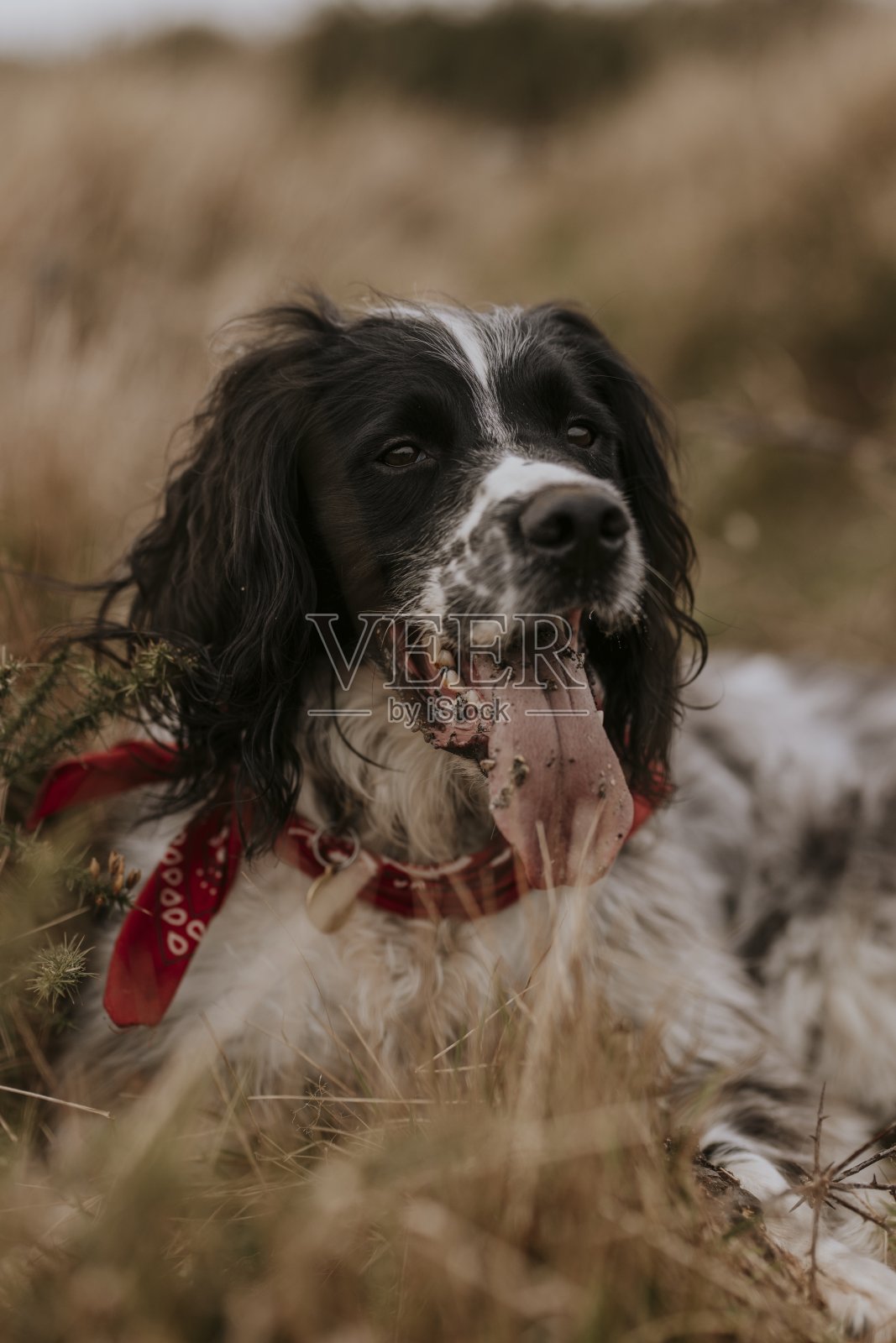 野外照片中的英国史宾格犬照片摄影图片