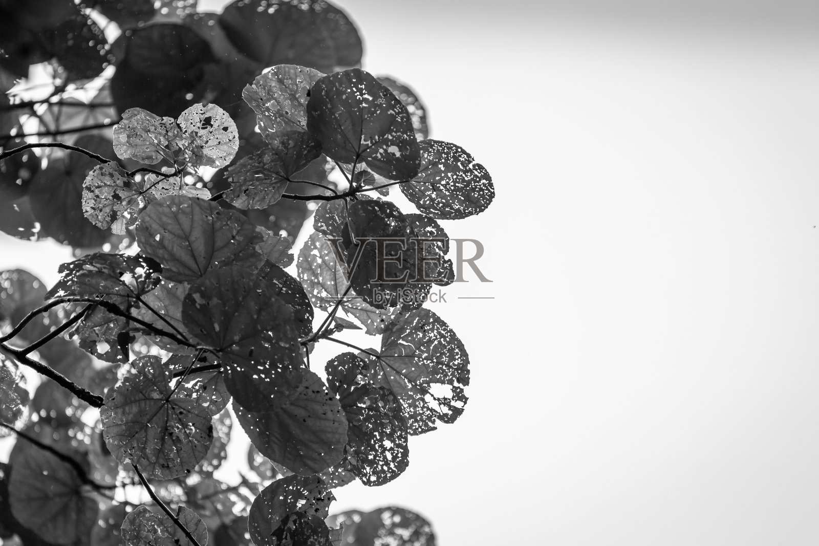 单色植被剪影照片摄影图片