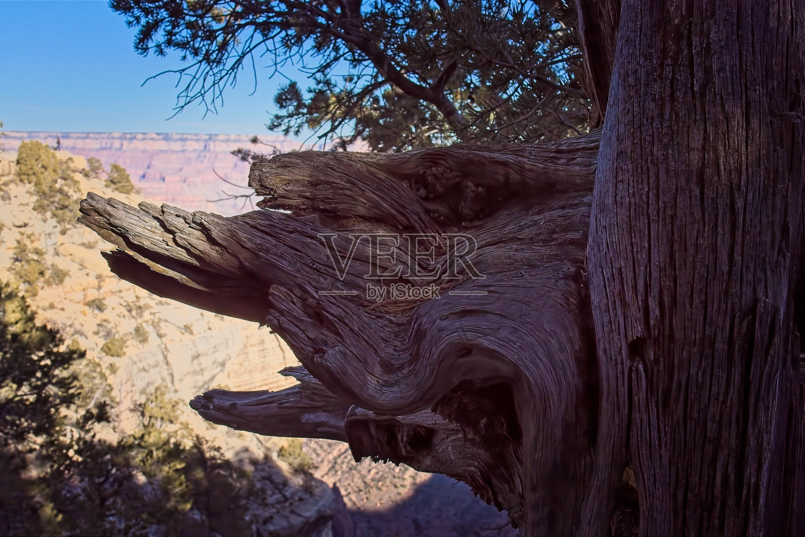 亚利桑那州大峡谷一棵老树的风化树枝。照片摄影图片
