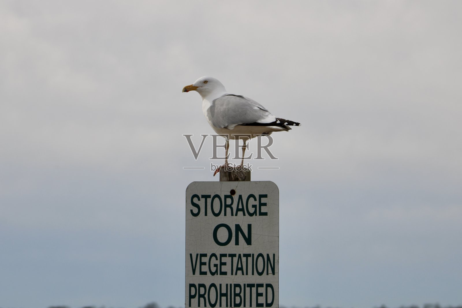 银鸥照片摄影图片