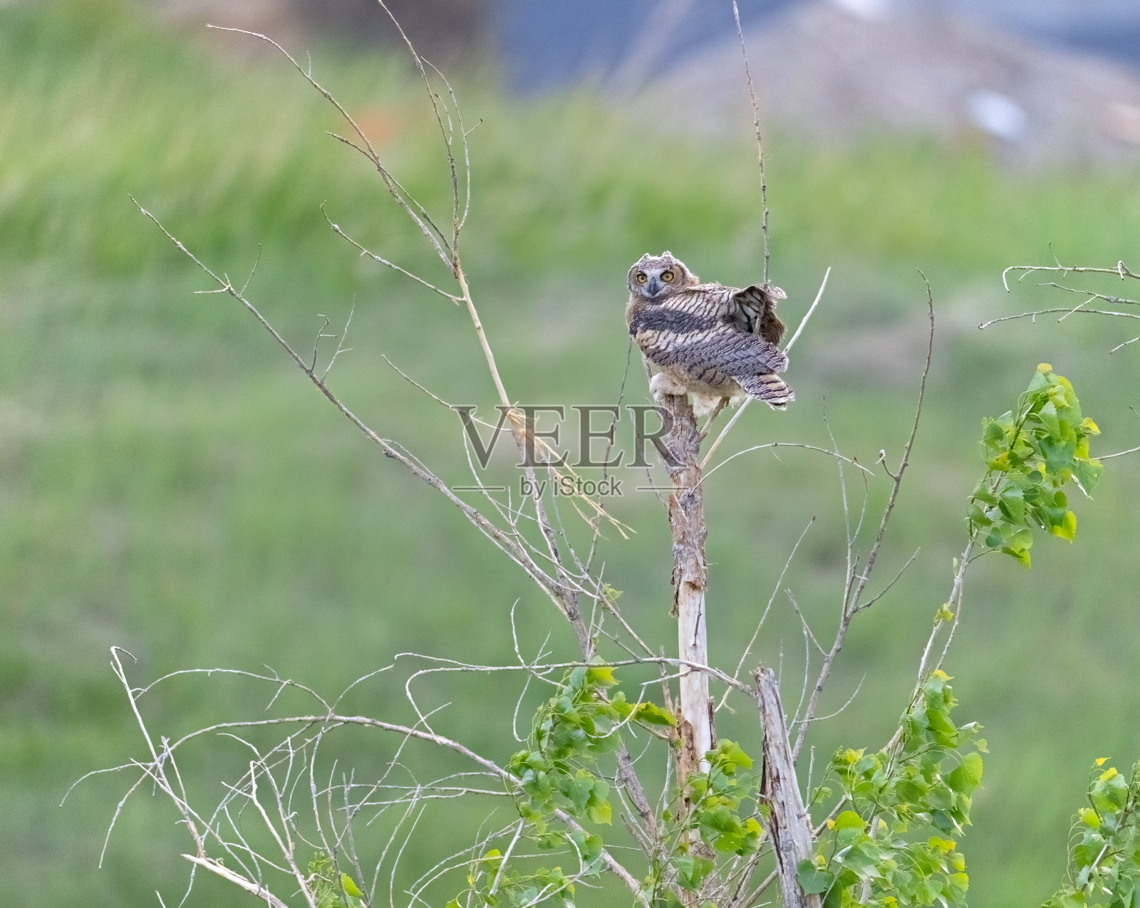 栖息在树梢上的大角猫头鹰照片摄影图片