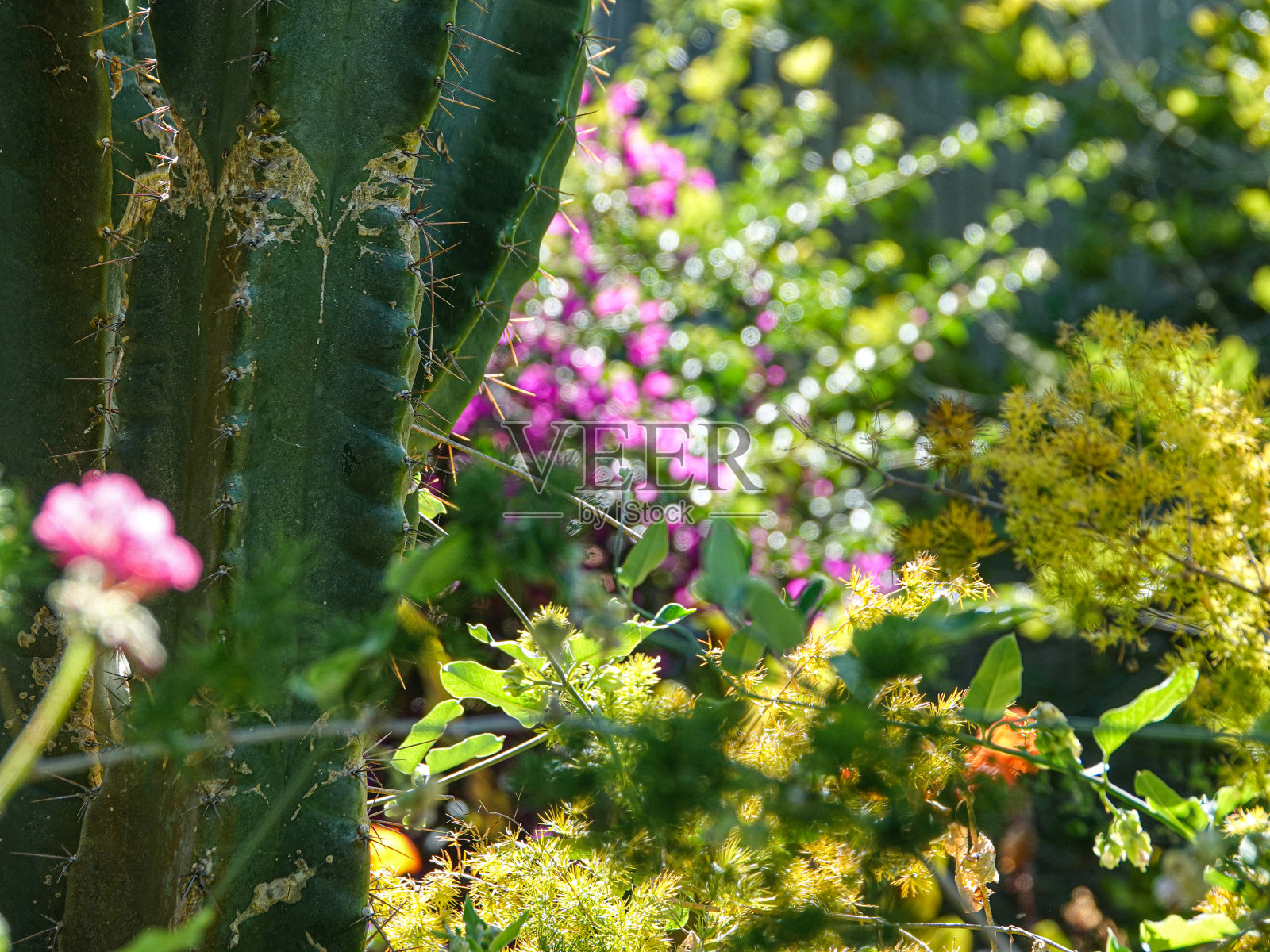 仙人掌对着阳光明媚的花园照片摄影图片