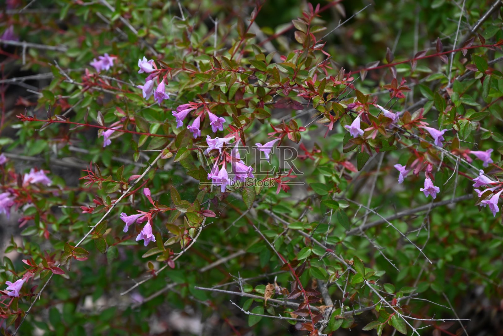 有光泽的阿贝尔花。刺叶科多年生灌木。照片摄影图片