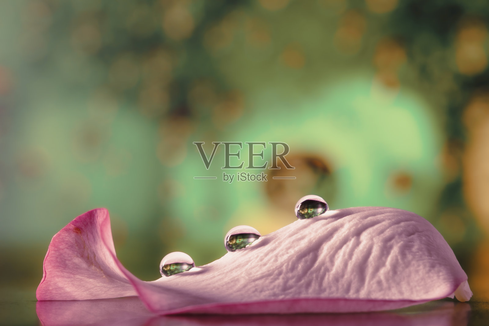 玫瑰花瓣上的水滴，创意微距摄影照片摄影图片