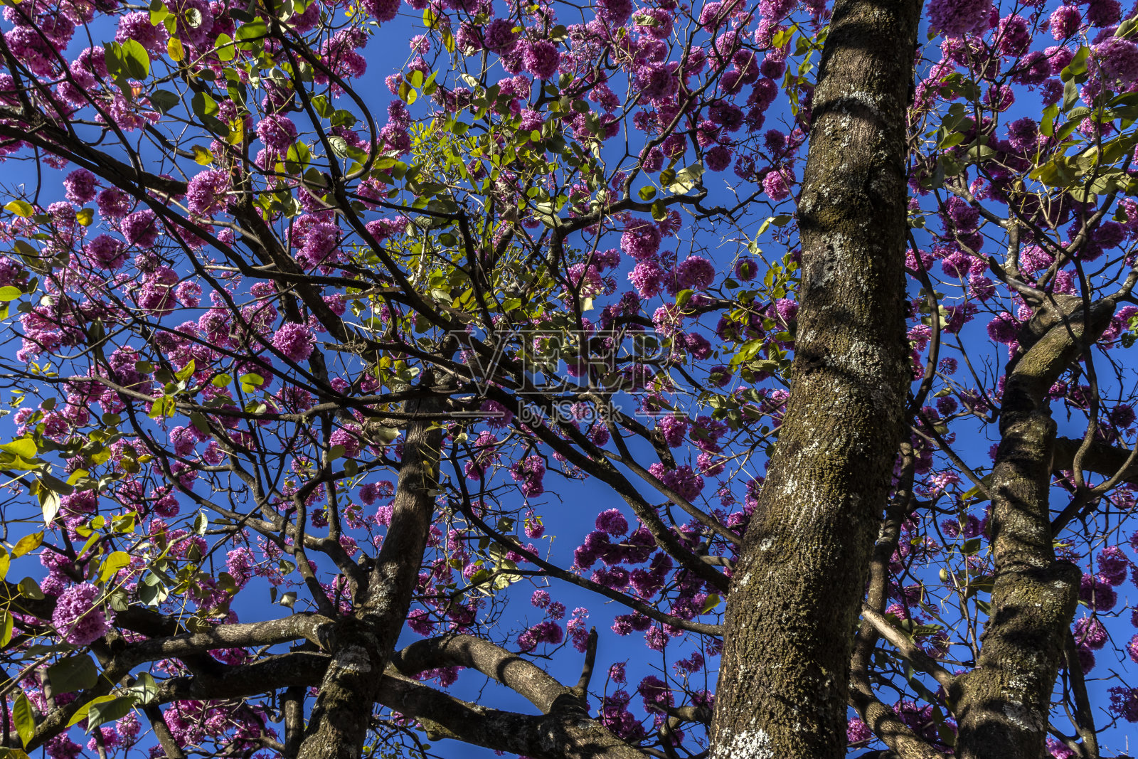 粉红喇叭树照片摄影图片