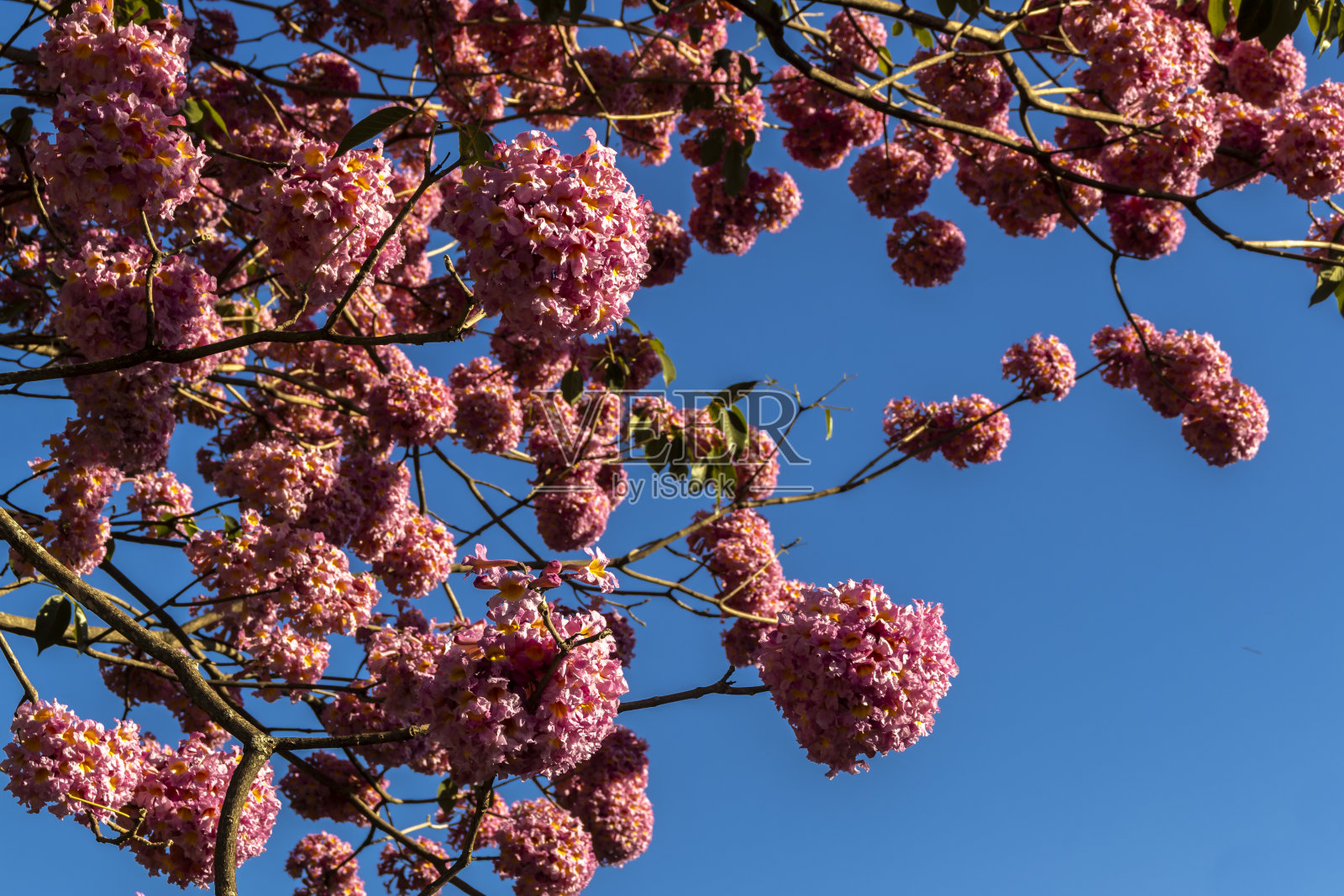 粉红喇叭树照片摄影图片