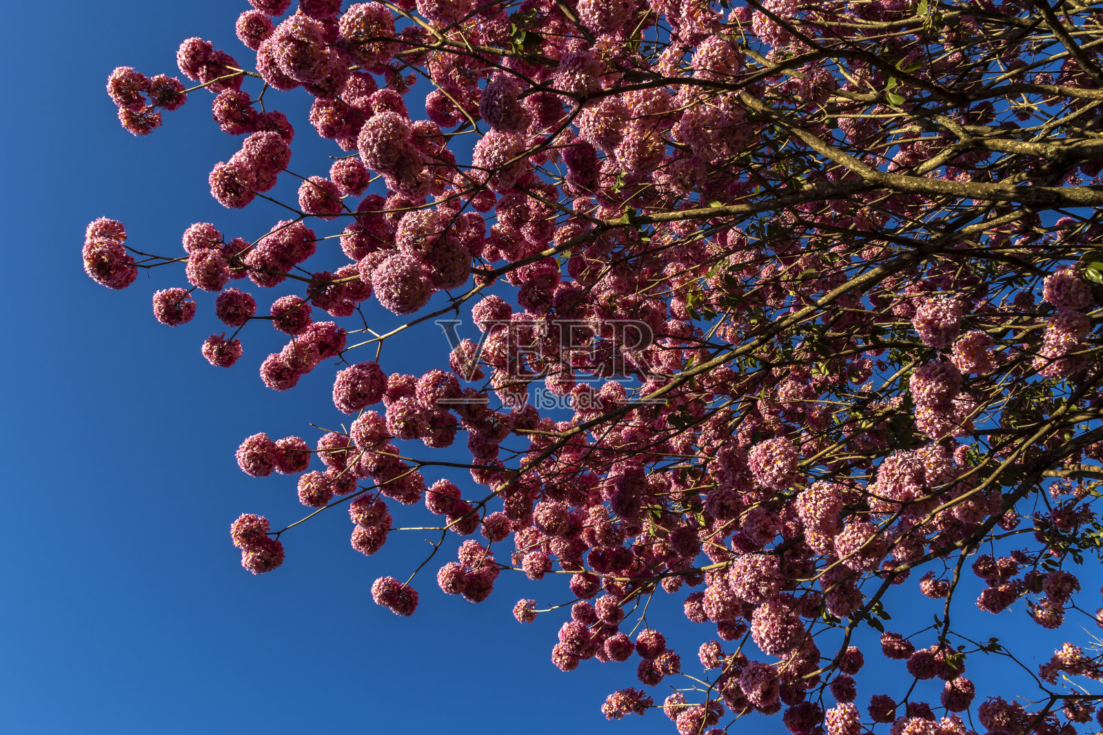 粉红喇叭树照片摄影图片