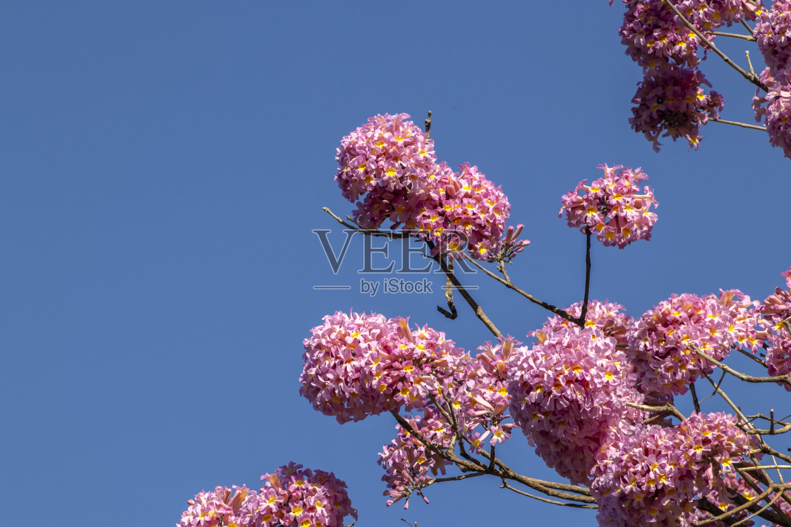 粉红喇叭树照片摄影图片