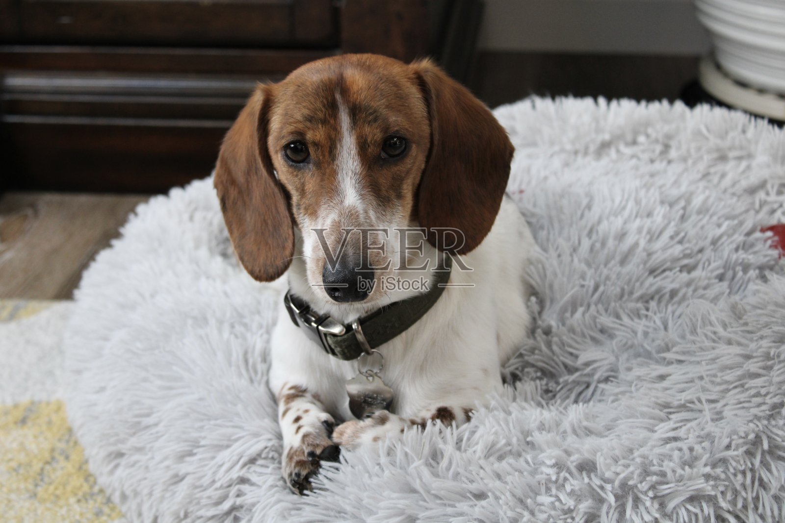 迷你腊肠犬照片摄影图片