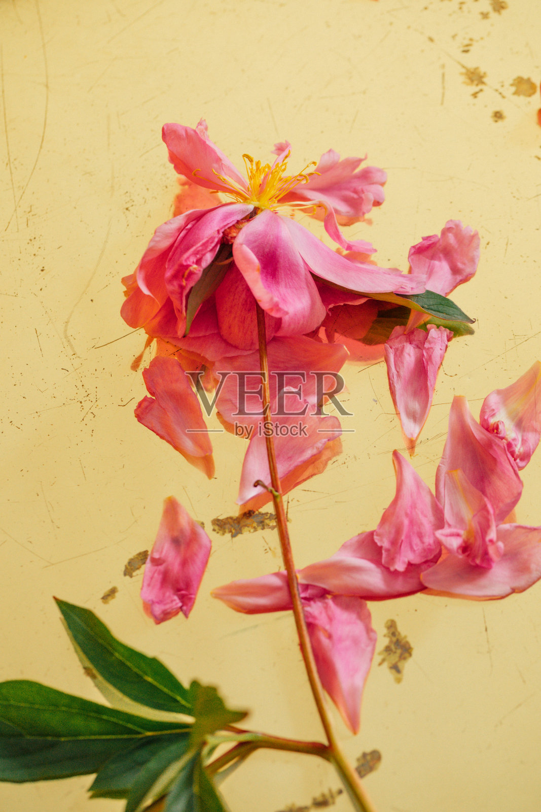 粉红牡丹照片摄影图片