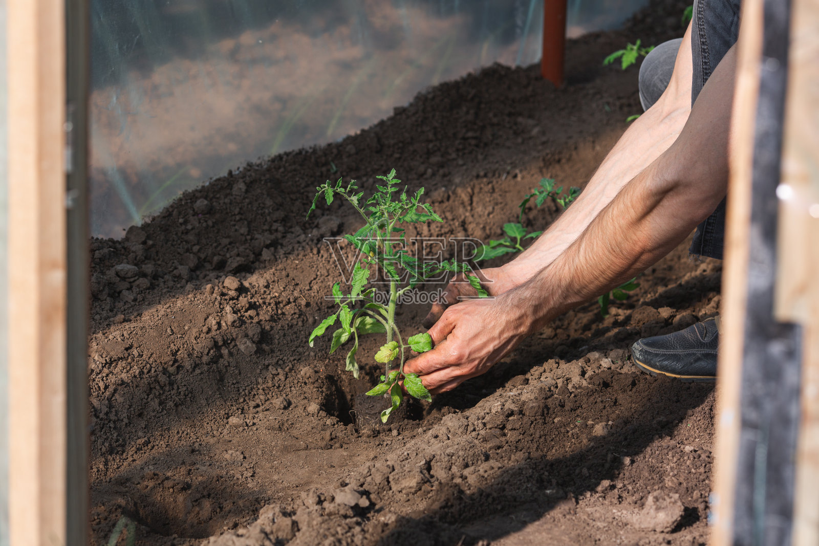 园丁在温室里种番茄幼苗照片摄影图片