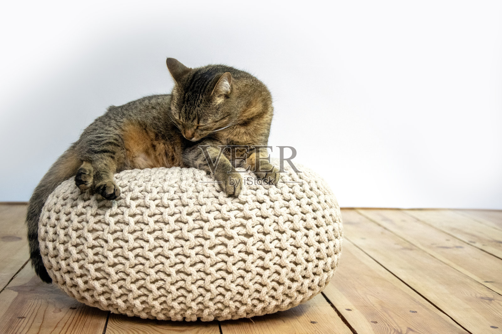 这张照片展示了一只棕色的虎斑猫在一个铺着木地板的房间里，躺在白色针织软垫上休息。这只猫舒服地坐在沙发上，似乎正在给自己梳理毛发。照片摄影图片