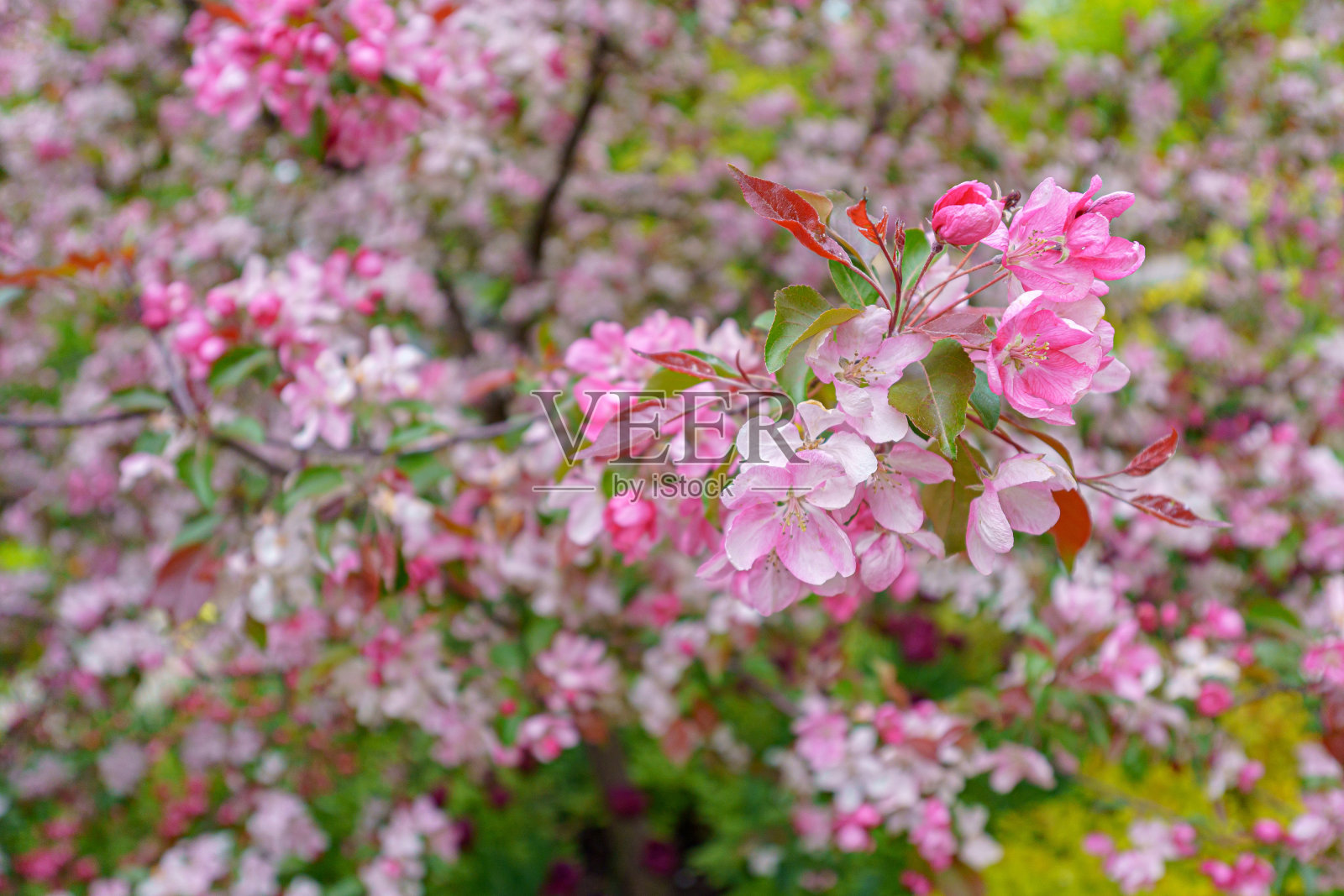 盛开的苹果园。照片摄影图片