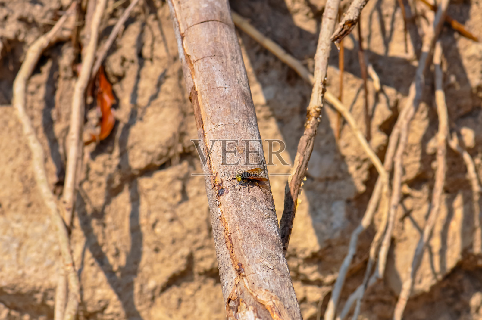 泰国大黄蜂的微距照片照片摄影图片