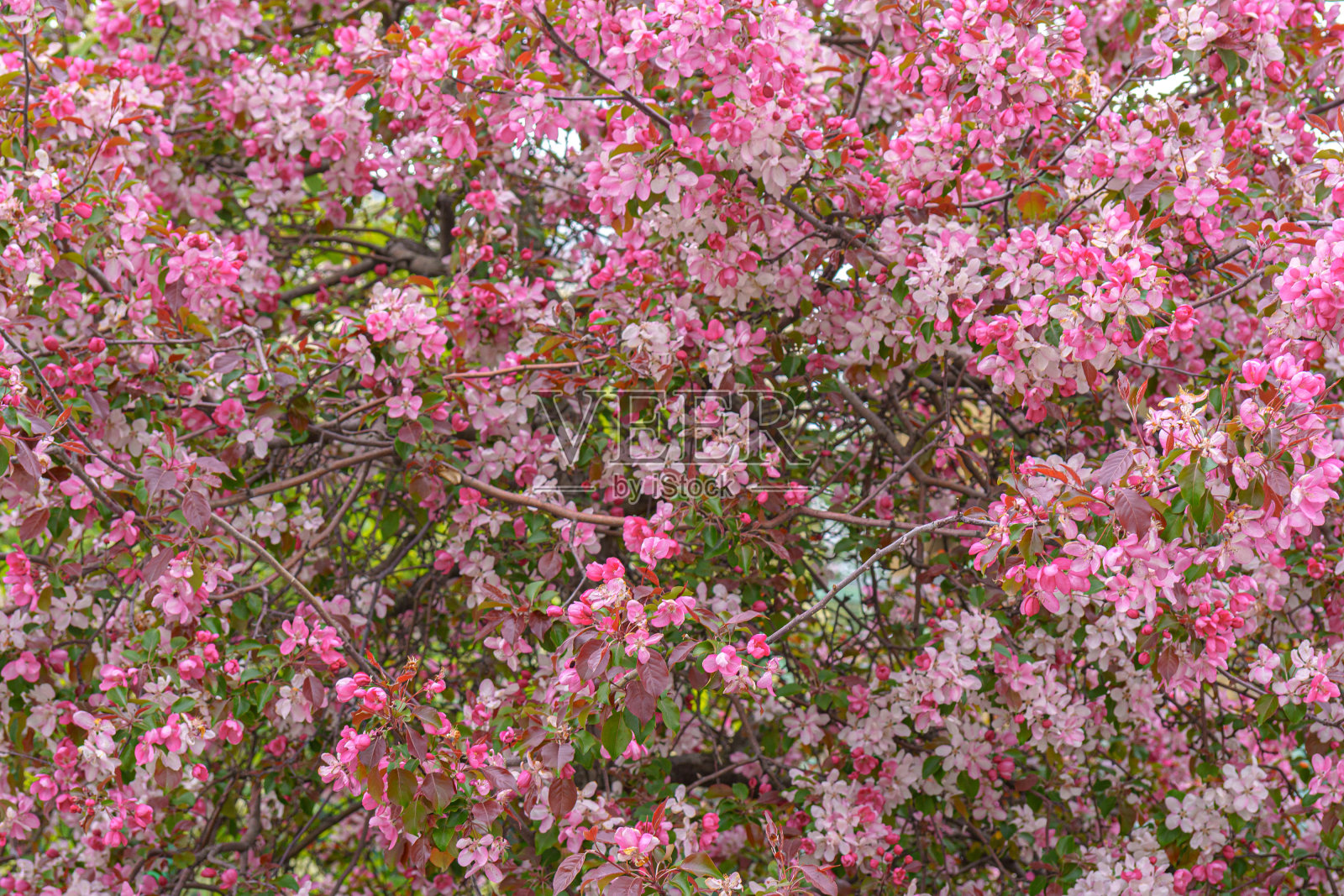 盛开的苹果园。照片摄影图片