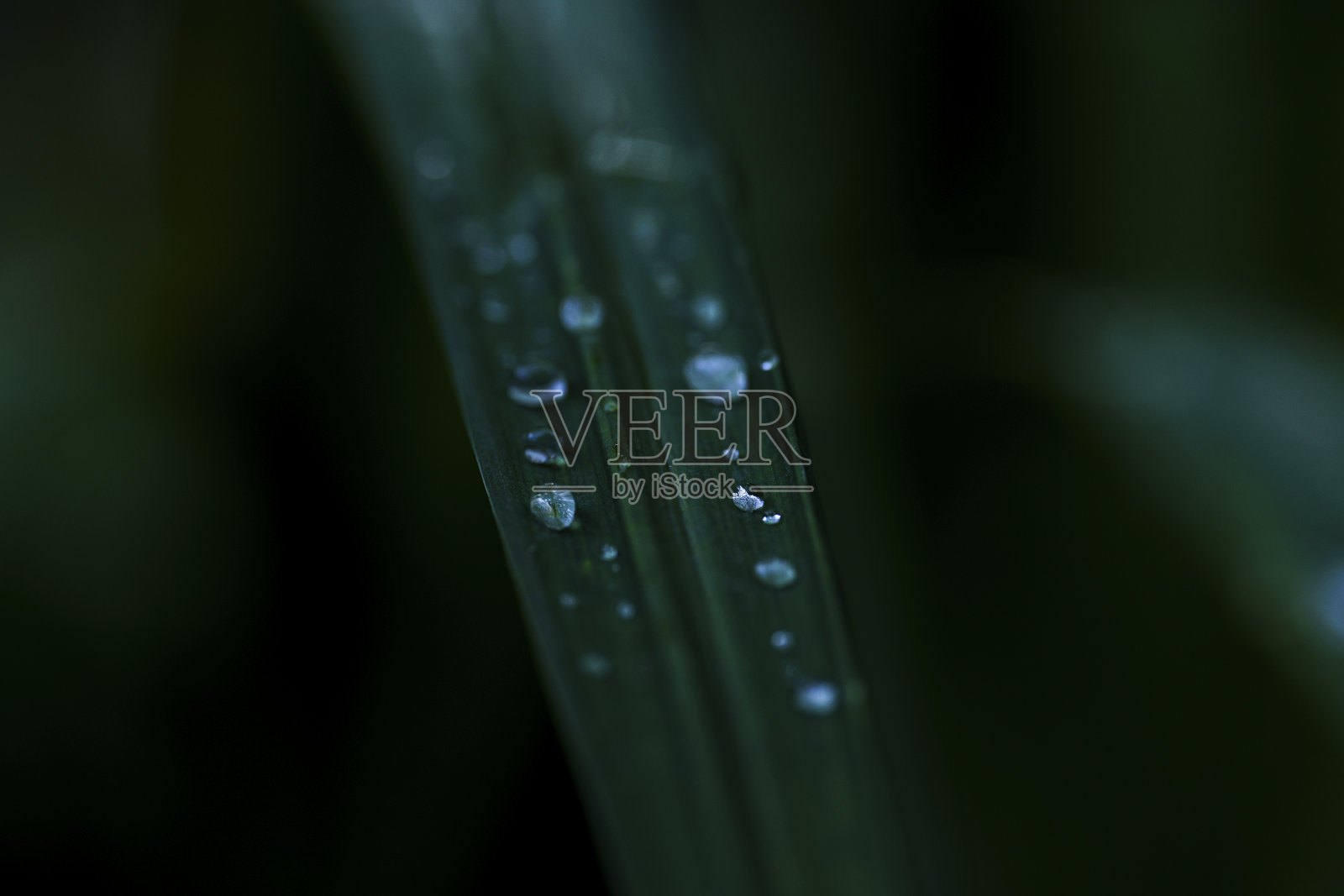 雨后草叶上的露珠，微距摄影，特写，珍珠露照片摄影图片