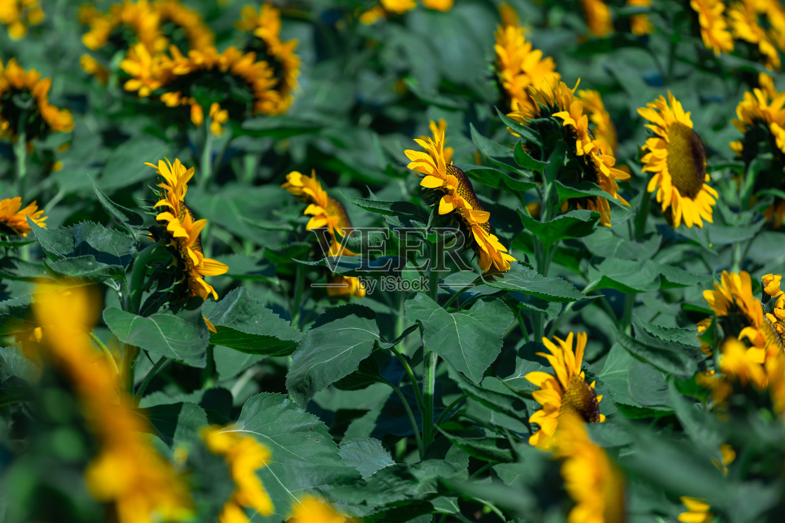 近距离观看盛开的向日葵照片摄影图片