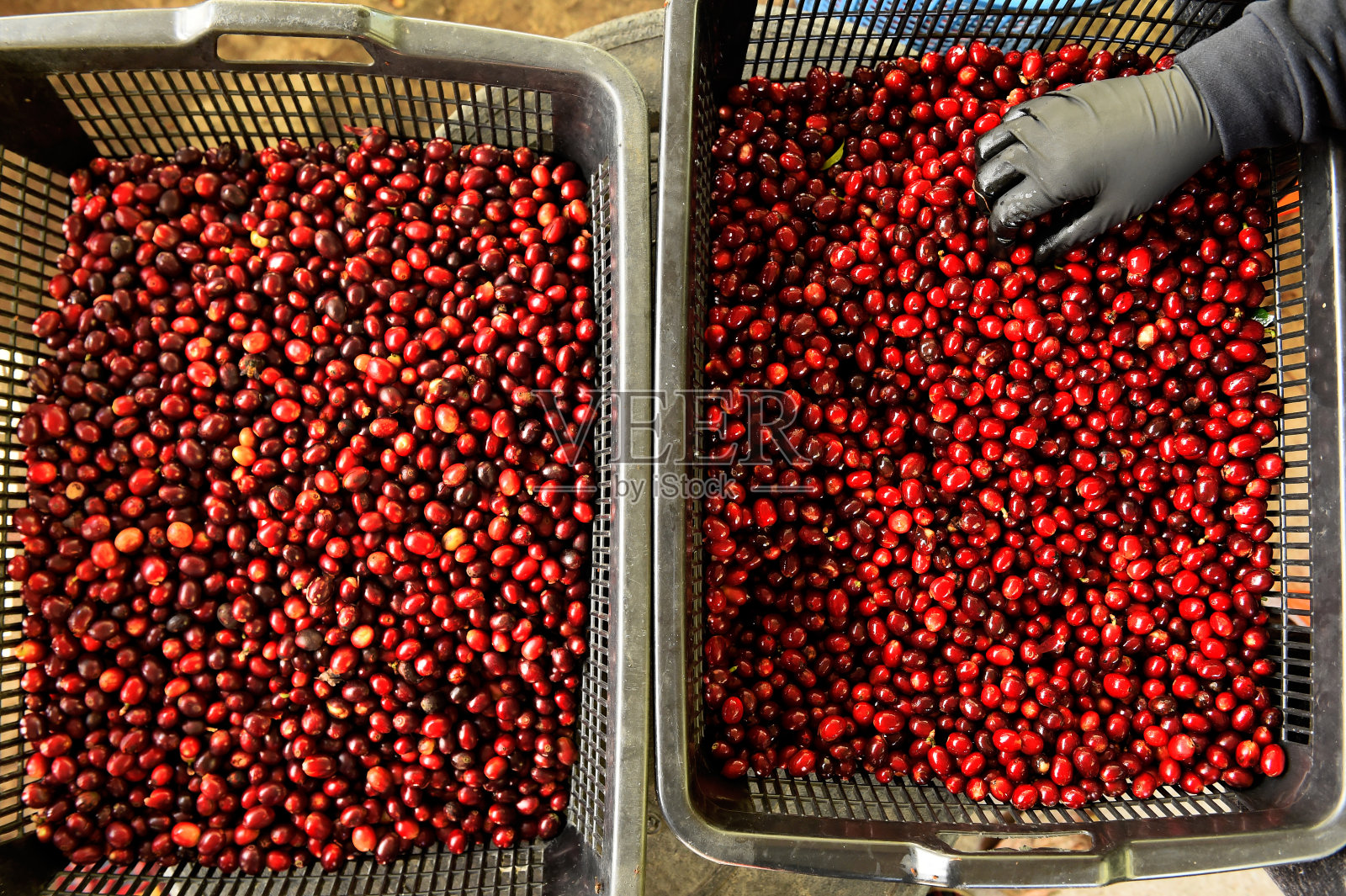 新鲜咖啡豆照片摄影图片