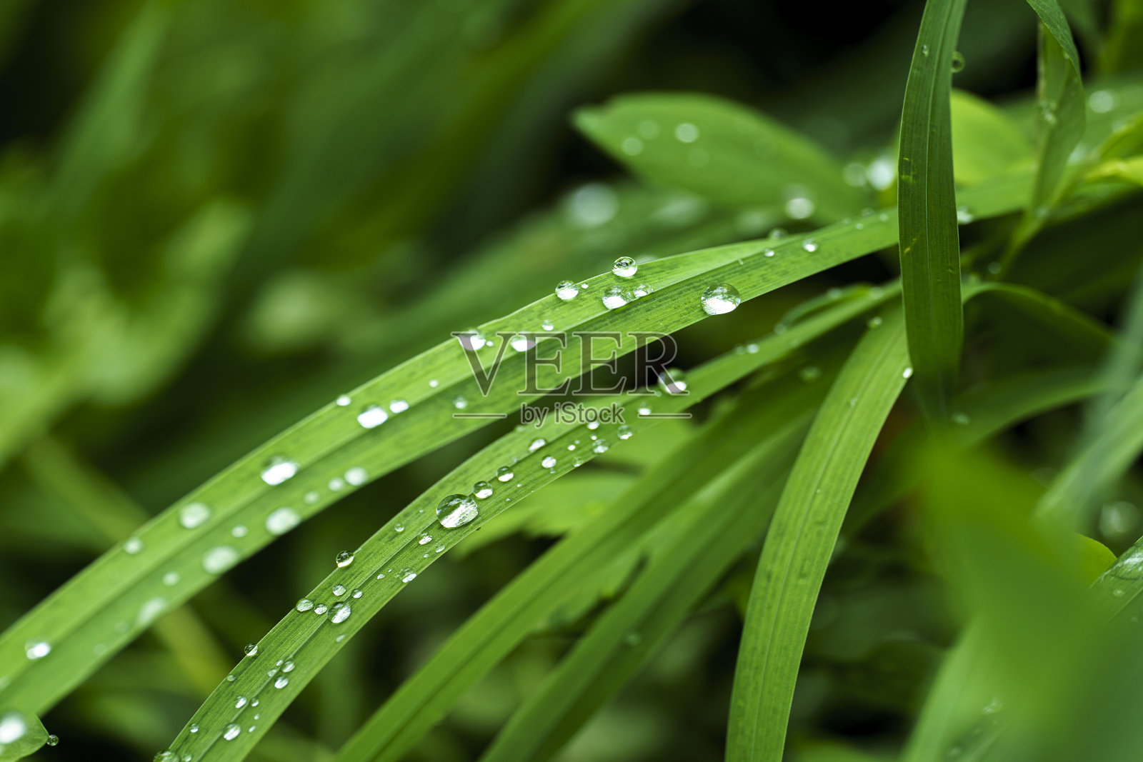 雨后草叶上的露珠，微距摄影，特写，珍珠露照片摄影图片
