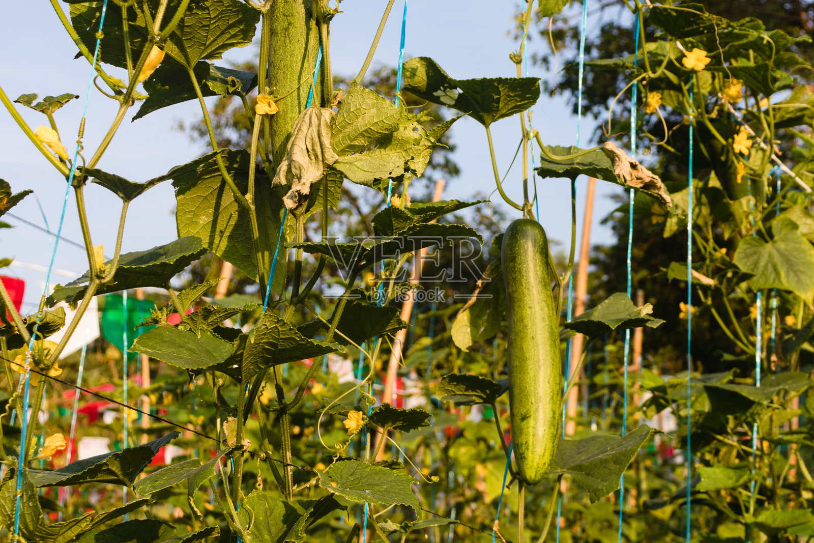 黄瓜照片摄影图片