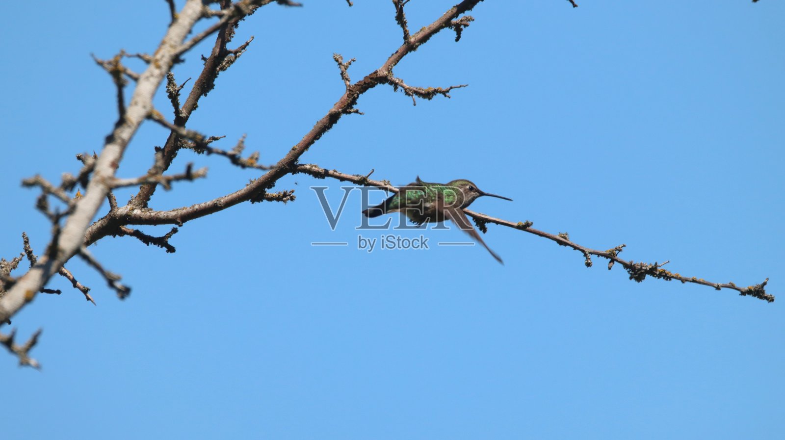 安娜的蜂鸟从树枝上飞过，背景是蓝色的天空照片摄影图片