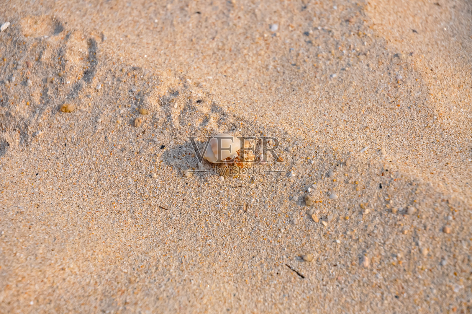 在埃及海滩上遇到的小寄居蟹照片摄影图片