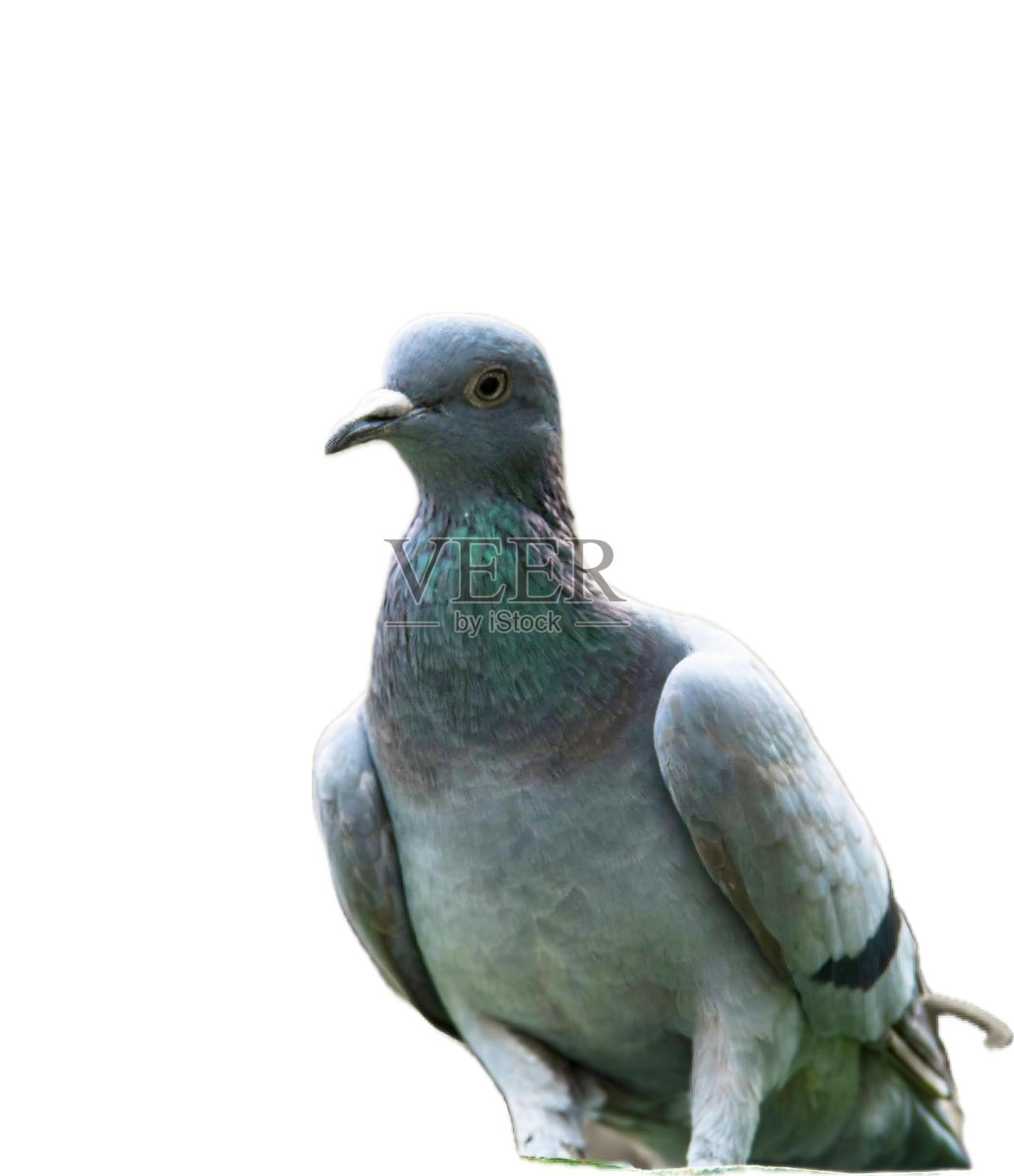 一张白色背景的鸽子坐在树枝上的照片。照片摄影图片