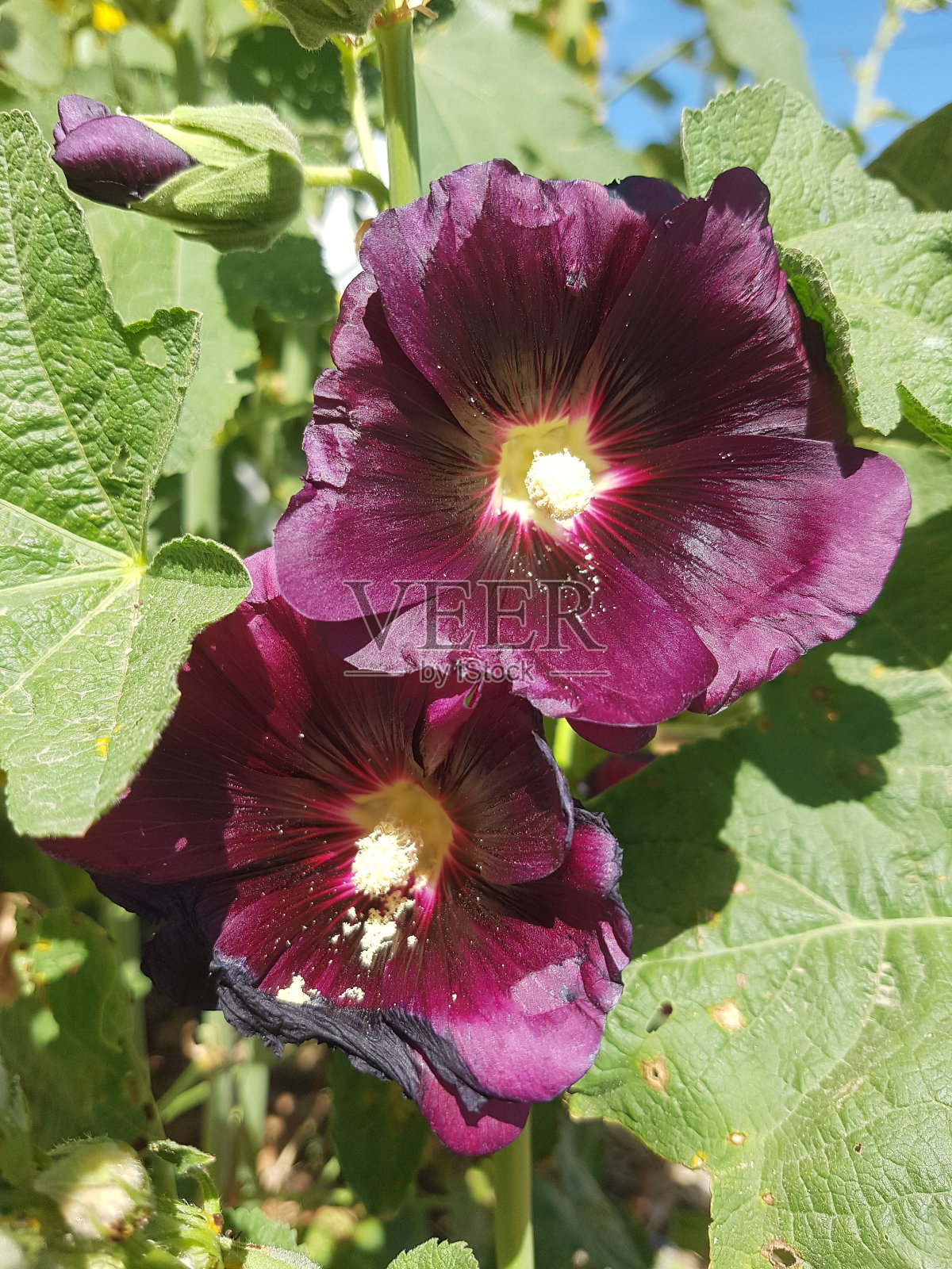 红色栗色的野花照片摄影图片