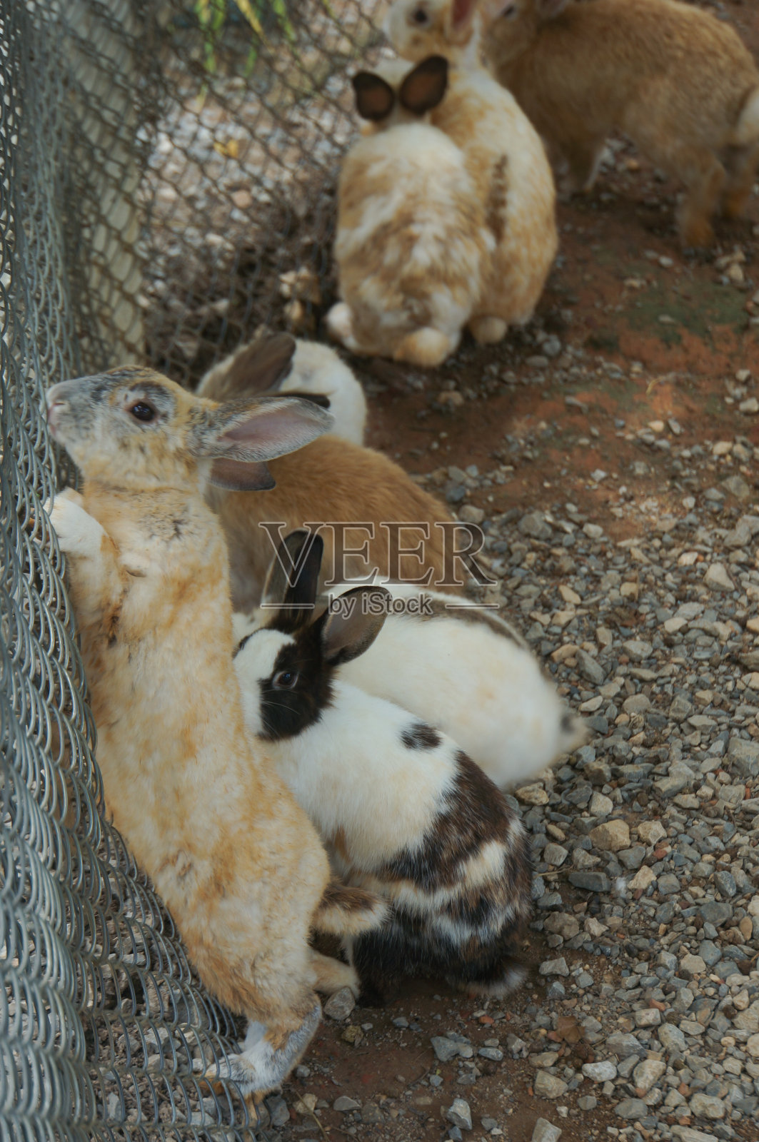 一群兔子在沙地上的笼子里照片摄影图片