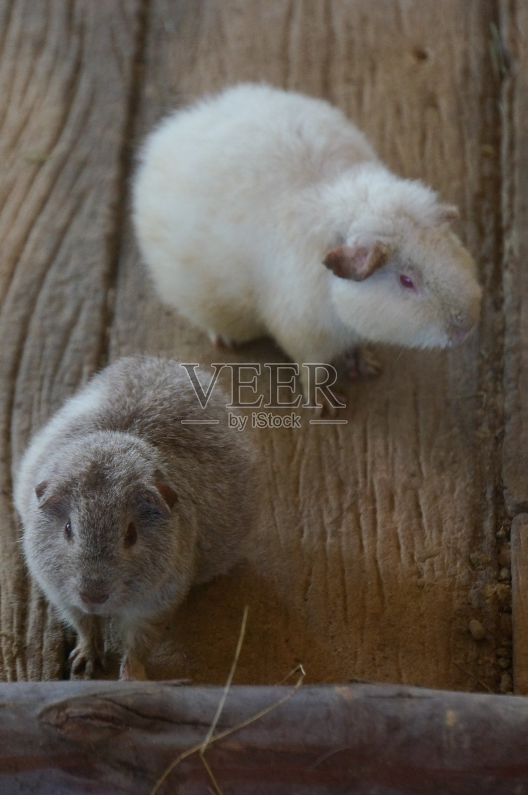 一群在木栏里玩耍的豚鼠照片摄影图片