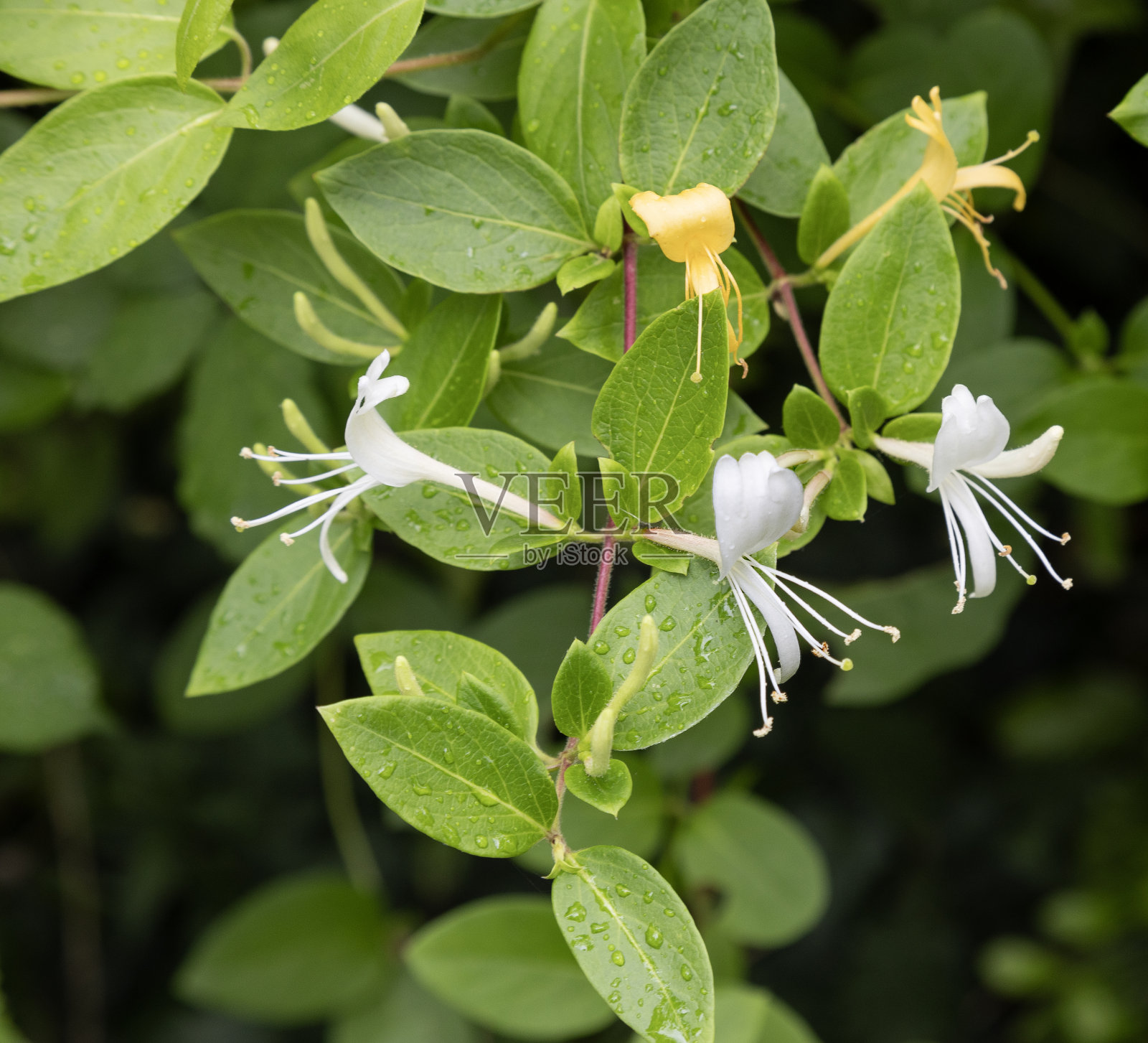 金银花，又名意大利梧桐，有叶金银花或山银花照片摄影图片