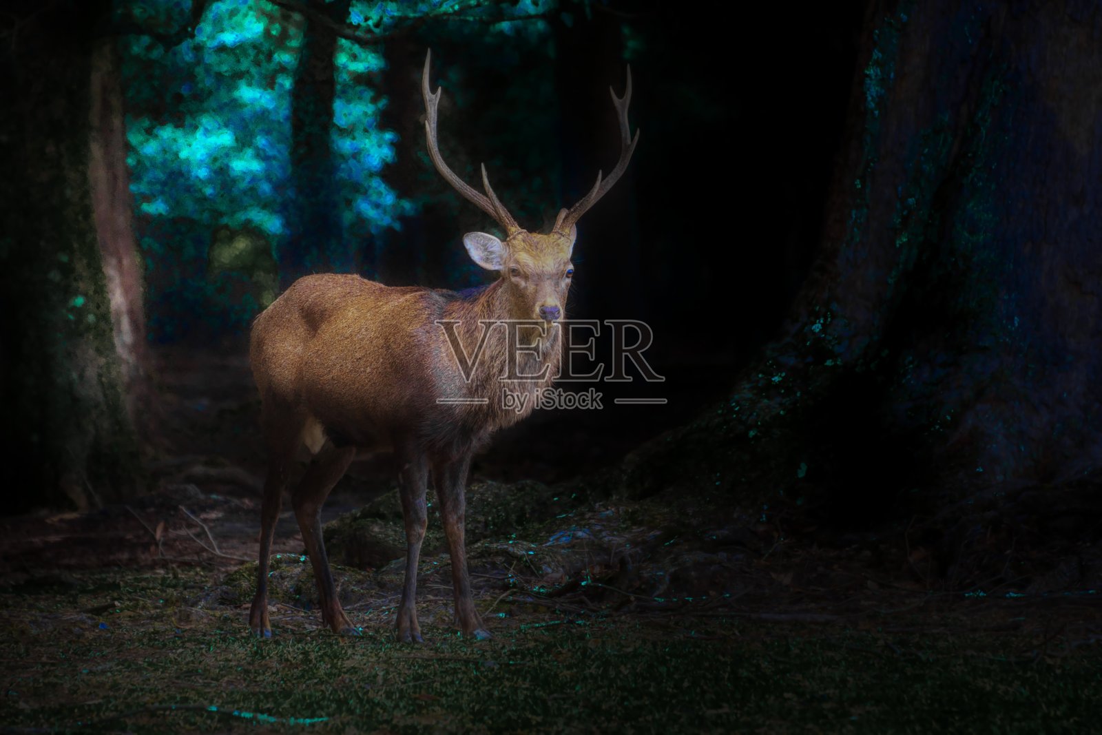 日本landscape1521deer照片摄影图片