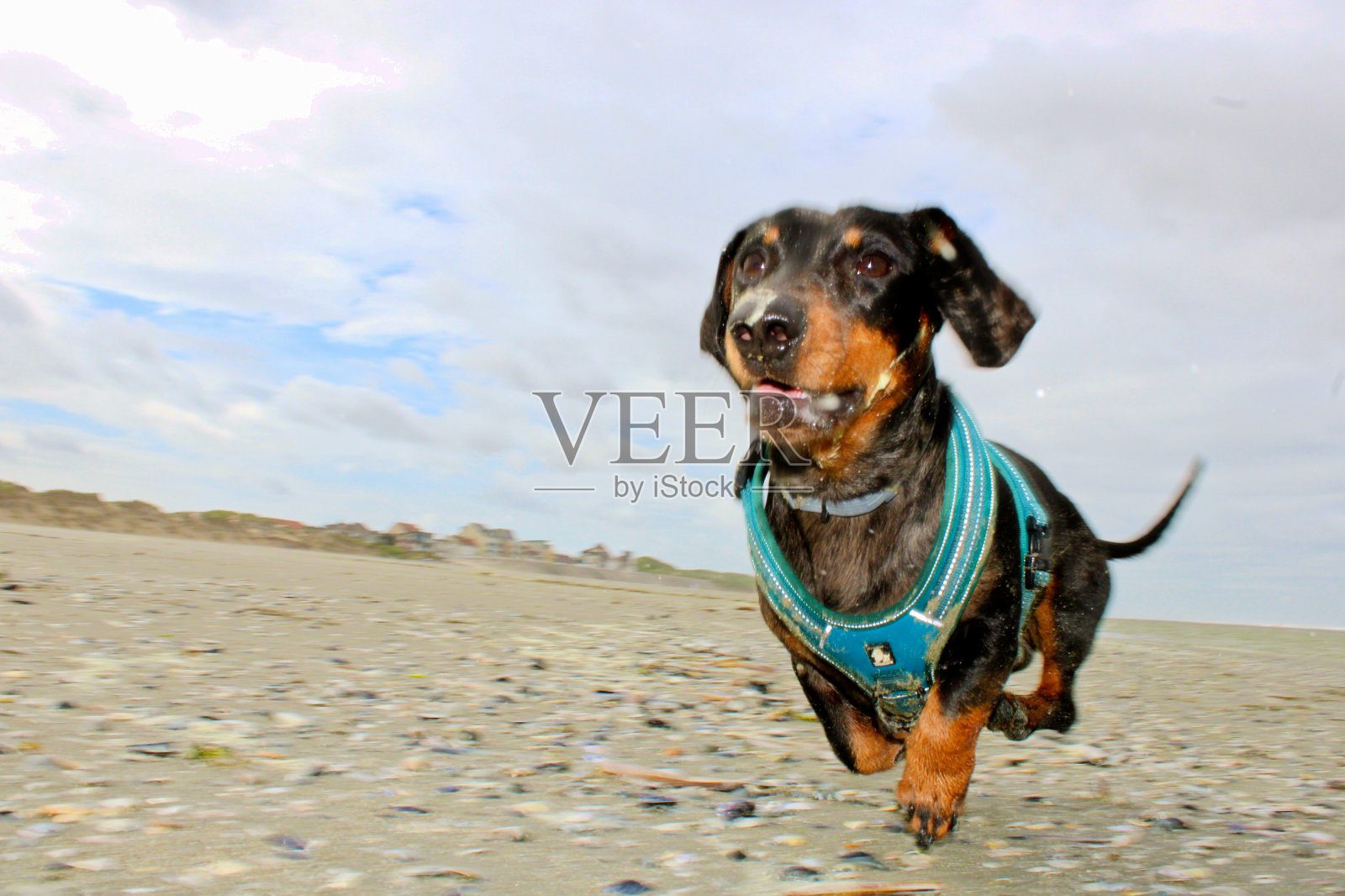 运行腊肠照片摄影图片