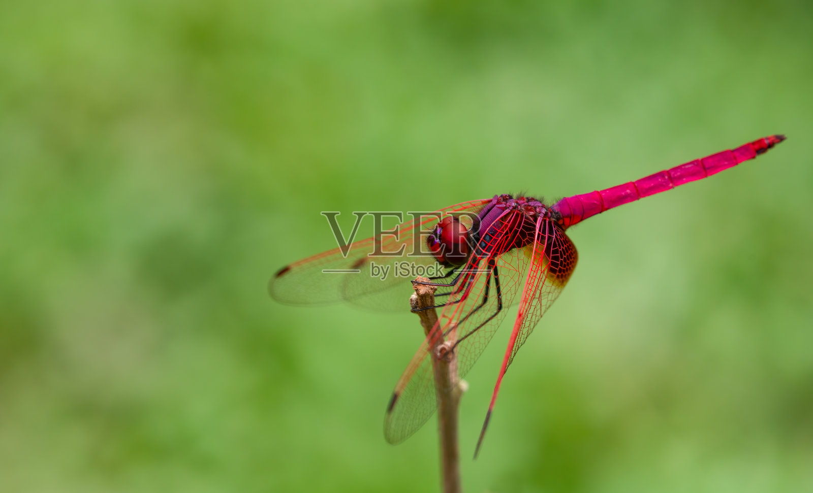 红色的蜻蜓照片摄影图片