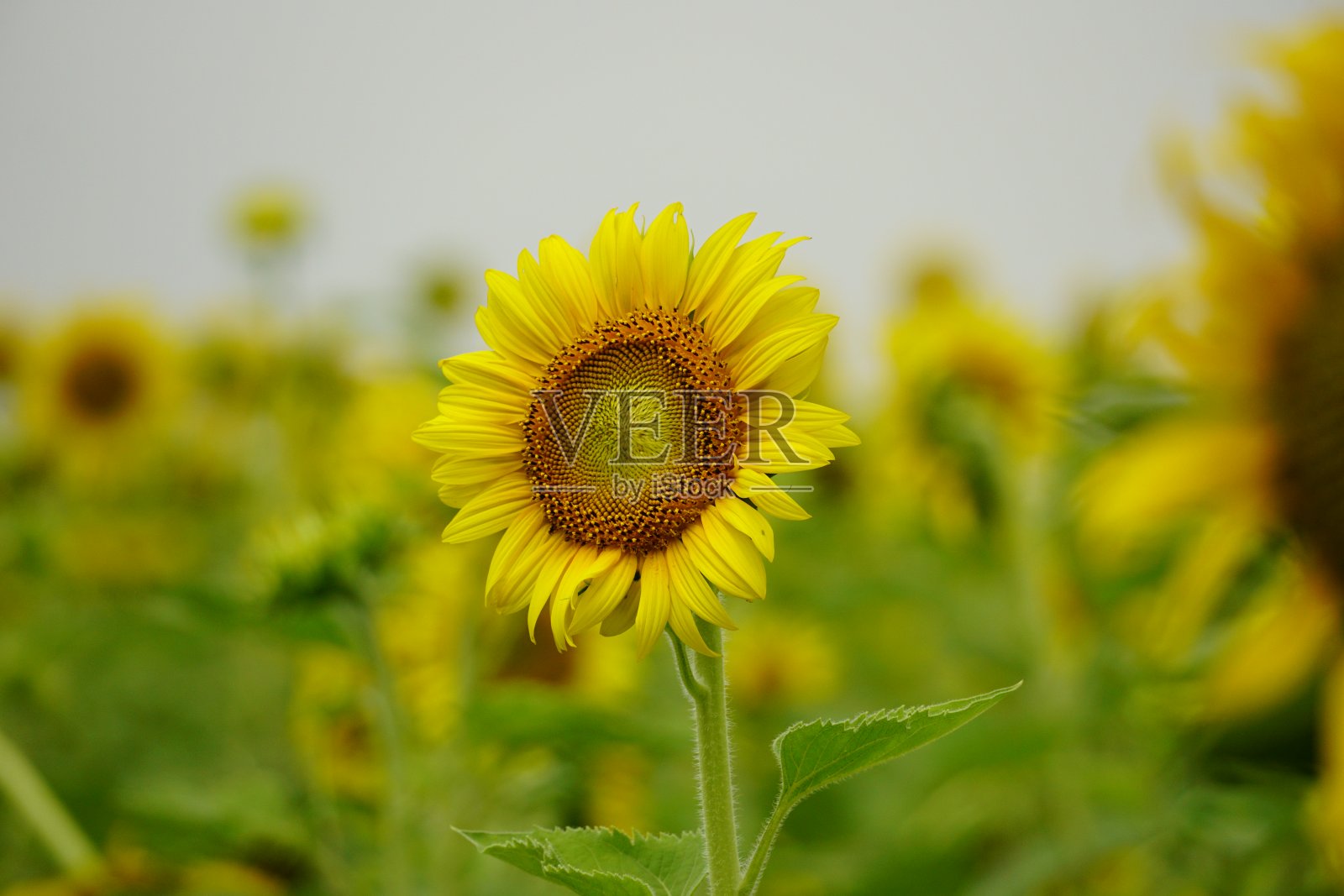 向日葵在田野里盛开照片摄影图片