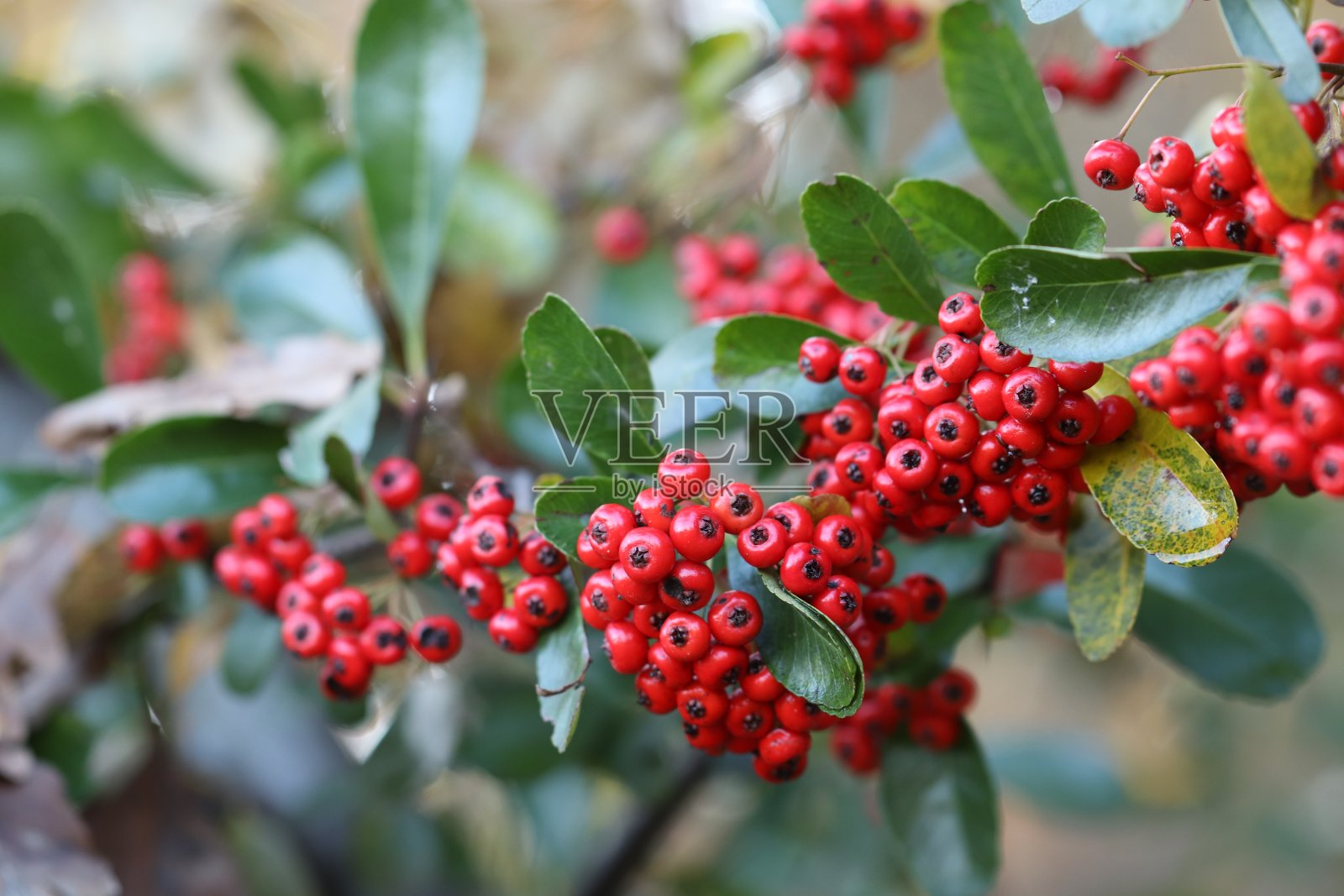罗文浆果照片摄影图片