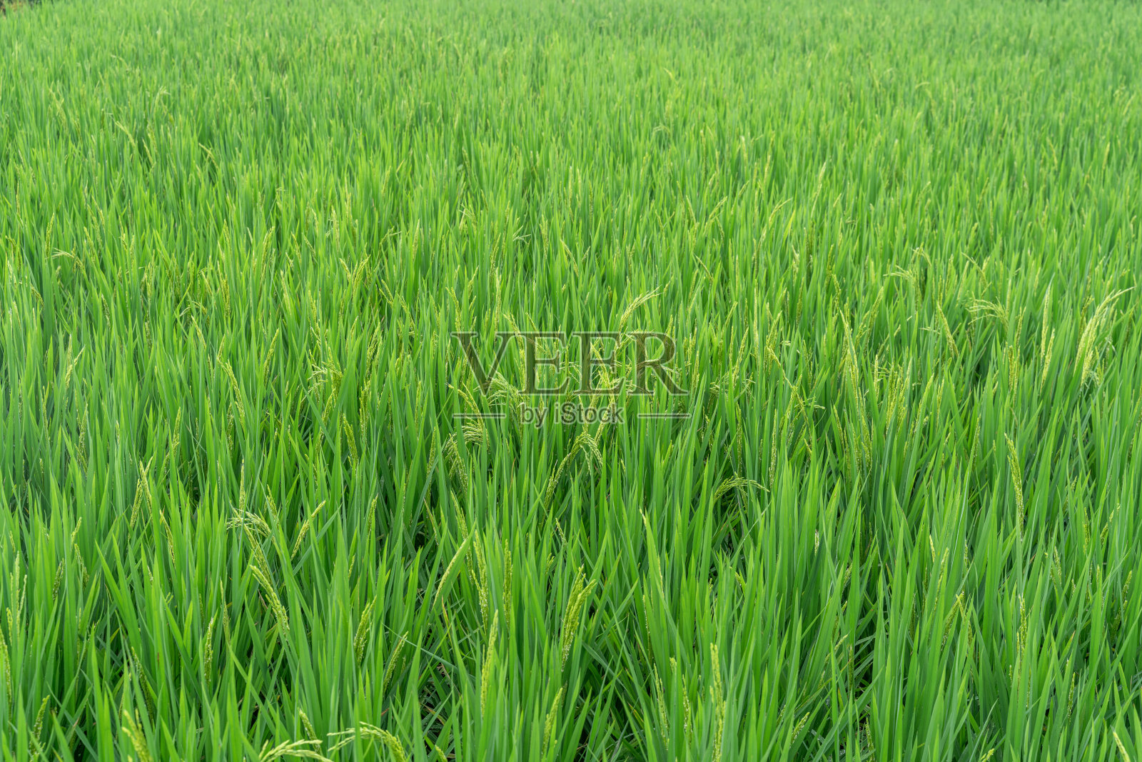刚在农田里发芽的绿色水稻照片摄影图片