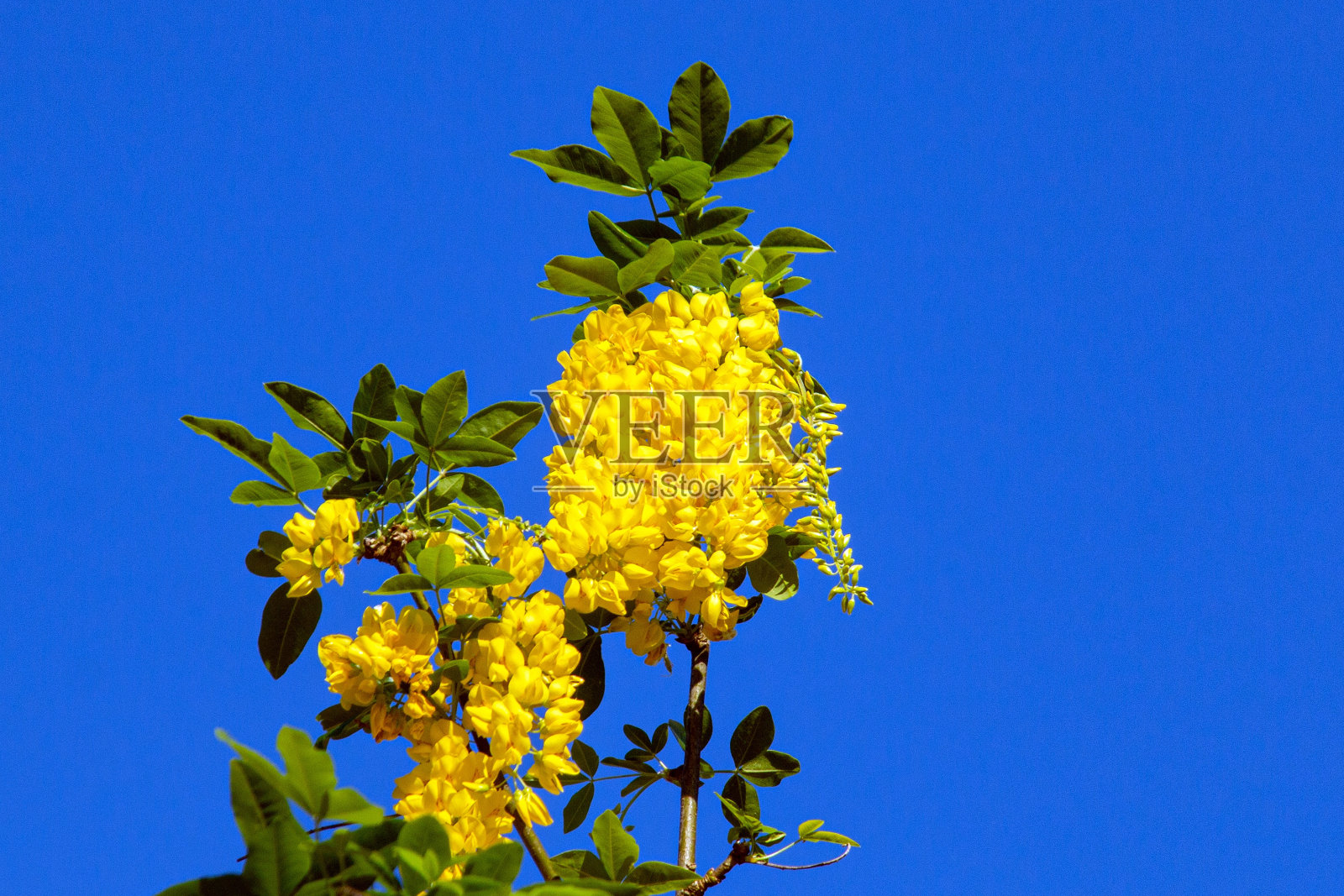 金银花在春天开花照片摄影图片