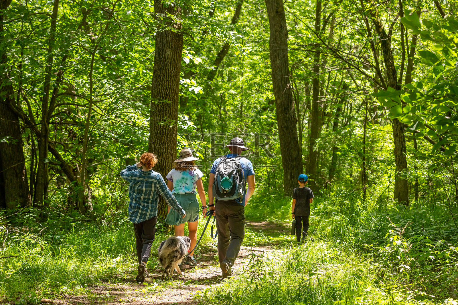 夏天的树林里，一家人带着狗远足照片摄影图片