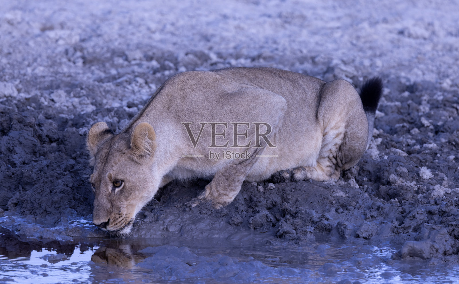 母狮子喝照片摄影图片