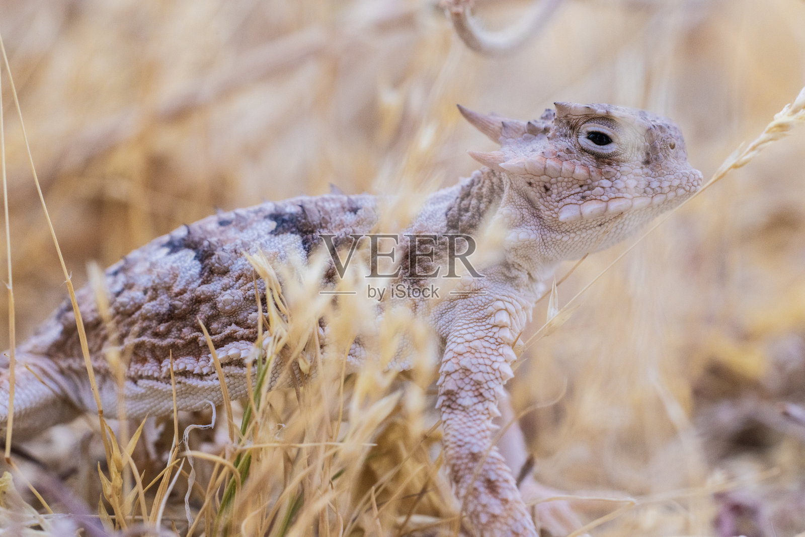 短角蜥蜴照片摄影图片