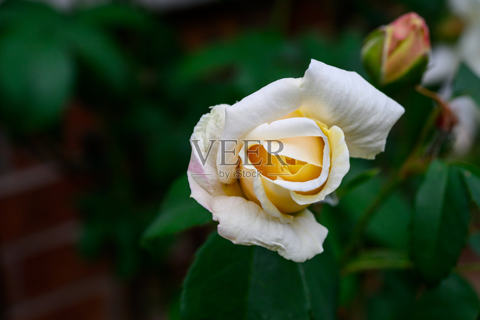 花园中盛开的白色攀缘玫瑰照片摄影图片